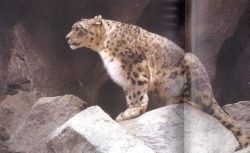 snow leopard