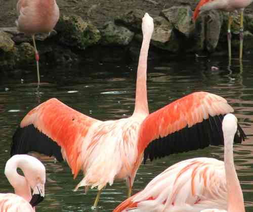 Pictures Of Greater Flamingo - Free Greater Flamingo pictures 